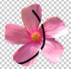 ʹAdobe Photoshop CS6gifӮ