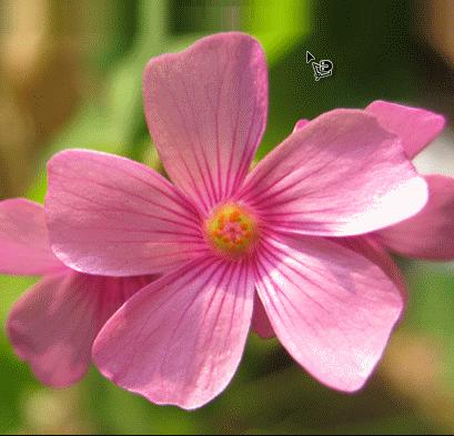 ʹAdobe Photoshop CS6gifӮ
