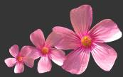 ʹAdobe Photoshop CS6gifӮ
